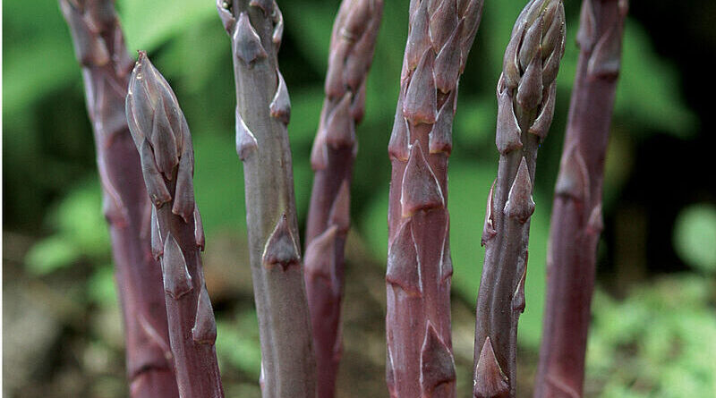 Purple Asparagus