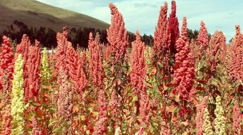 Growing-Quinoa