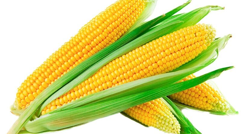 Is corn healthy