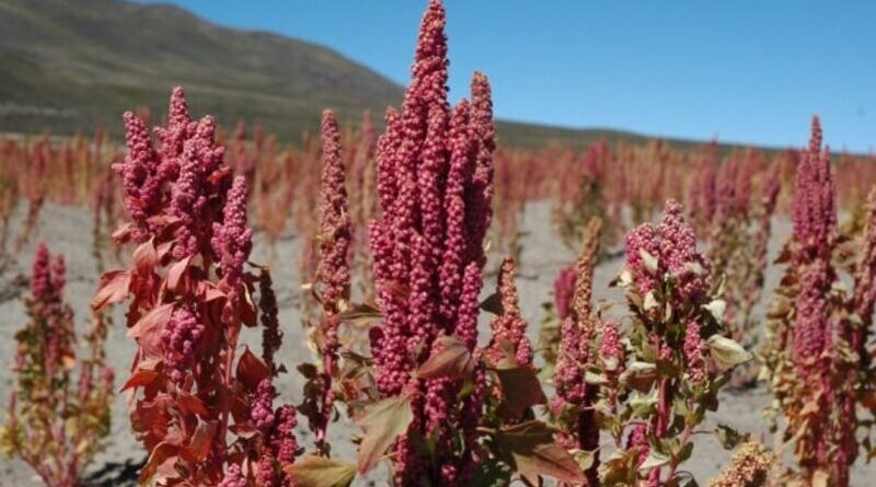 Growing quinoa