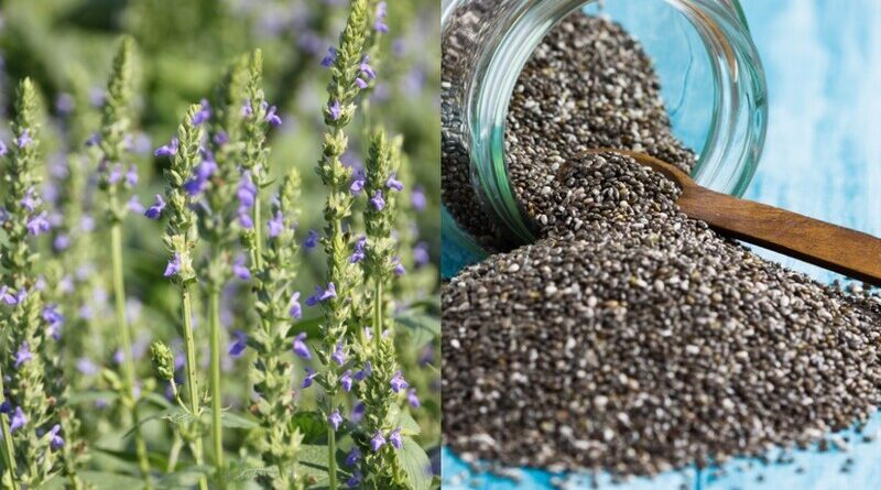 Growing Chia Seeds