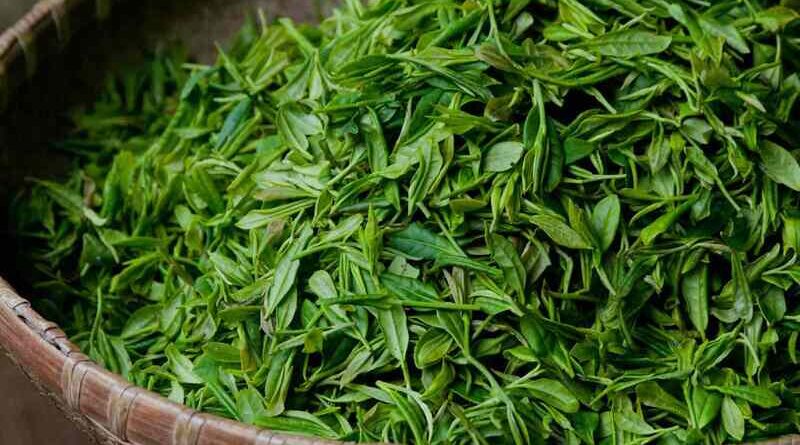 Green-Tea-Leaves