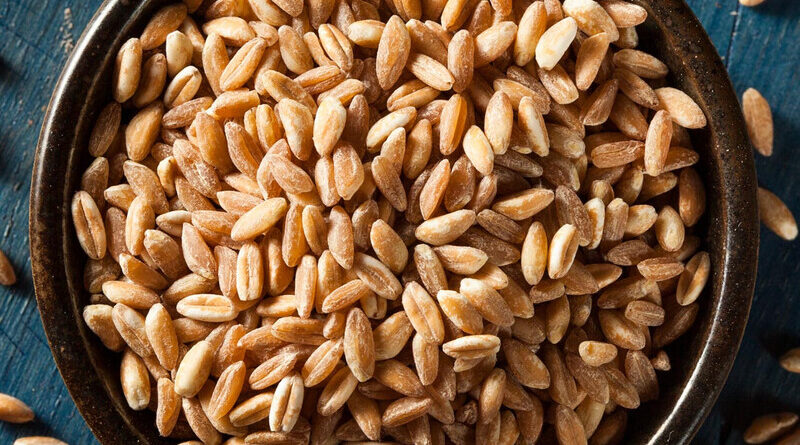 Emmer Wheat