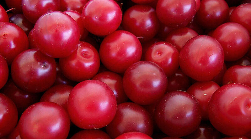 Cherry-Plums