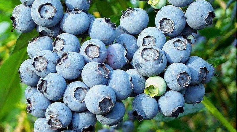 Do Blueberries Have Seeds