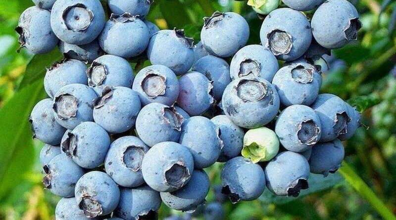 Do Blueberries Have Seeds