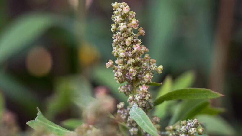 Growing-Quinoa