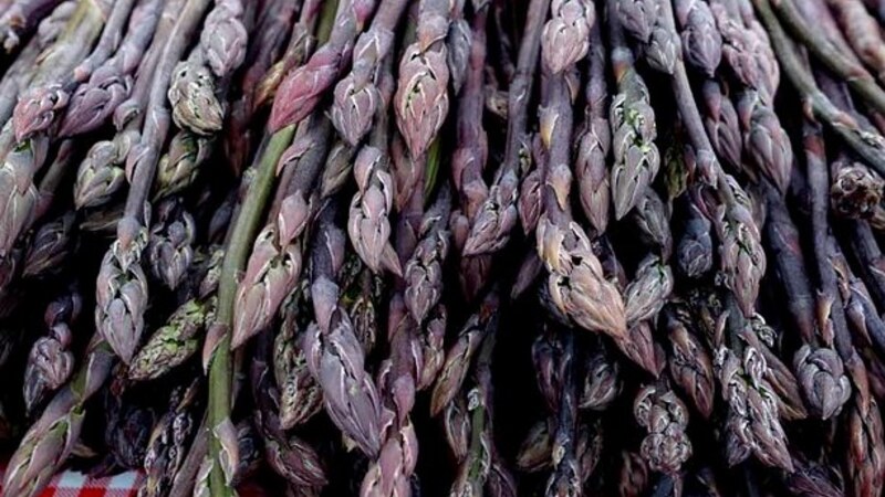 Purple-Asparagus